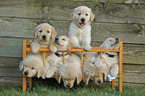 puppies